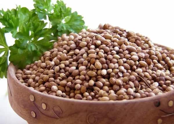 قیمت خرید تخم گشنیز ادویه با فروش عمده